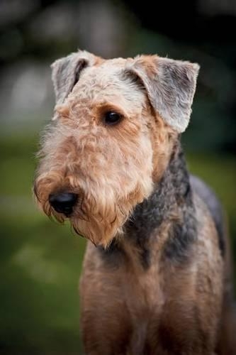 Airedale Terrier Notebook & Journal. Productivity Work Planner & Idea Notepad