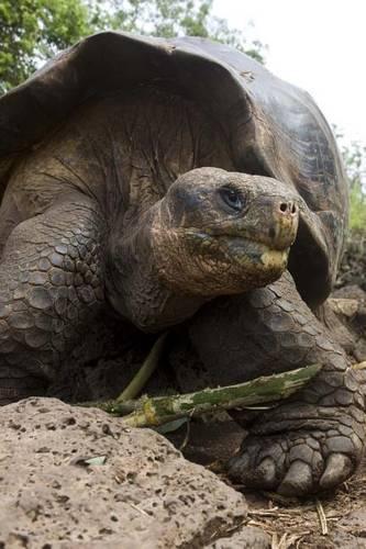 Giant Galapagos Tortoise Journal
