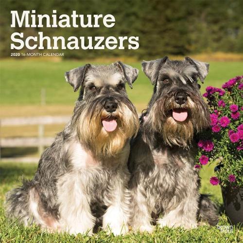 Schnauzers, Miniature Intl 2020 Square Wall Calendar