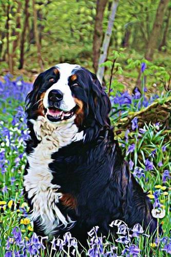 Bernese Mountain Dog