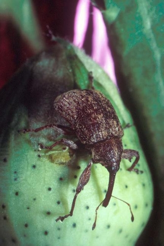 Cotton Boll Weevil Journal