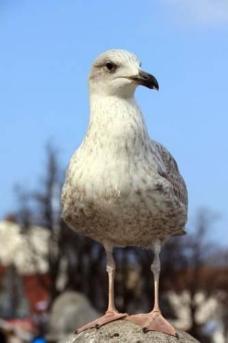 Seagull Bird Journal: 150 Page Lined Notebook/Diary