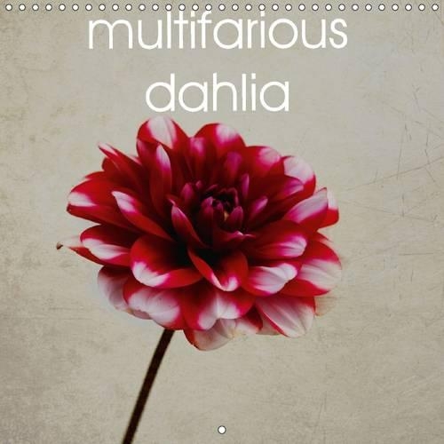 multifarious dahlia 2015