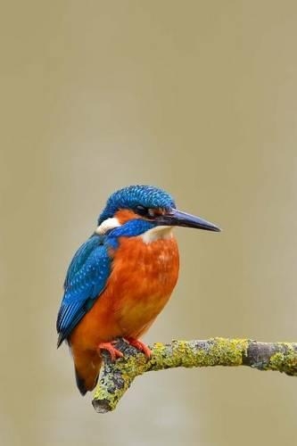 Beautiful Blue and Orange Kingfisher, Birds of the World