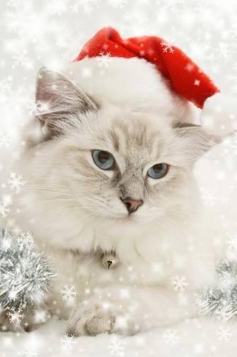 A Cute White Kitten with Blue Eyes Dressed Up for Christmas