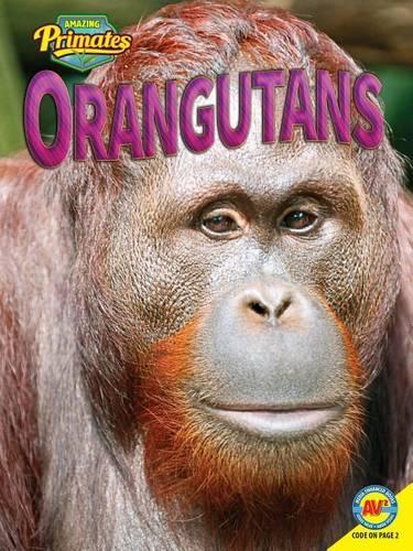 Orangutans: (Amazing Primates)