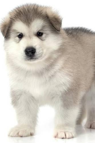 Alaskan Malamute Notebook & Journal. Productivity Work Planner & Idea Notepad