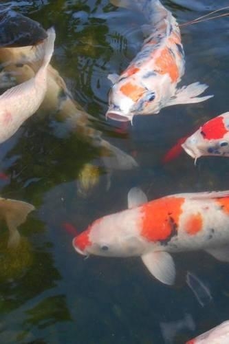 Koi Fish Journal: 150 Page Lined Notebook/Diary