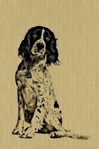 English Springer Spaniel