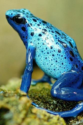 Beautiful Blue Tree Frog Journal