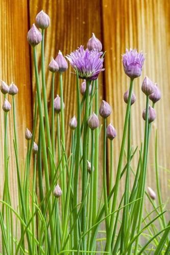 Purple Chime Blooms by the Garden Fence: Blank 150 Page Lined Journal for Your Thoughts, Ideas, and Inspiration(English)