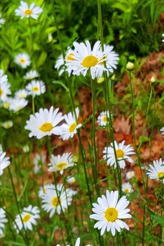 2020 Weekly Planner 134 Daisy Field Summer 134 Pages