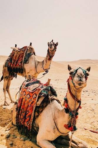 Two Camels in the Desert Journal: 150 Page Lined Notebook/Diary(English)