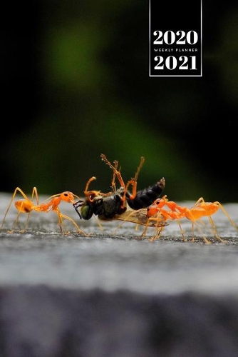 Ant Insect Myrmecology Week Planner Weekly Organizer Calendar 2020 / 2021 - The Fly: Cute Wildlife Animal Pet Bullet Journal Notebook Diary in 6" x 9" Inch Pocket Size