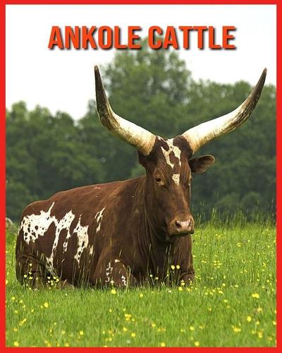 Ankole Cattle