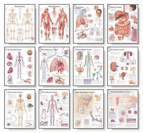 12 Body System Charts Set