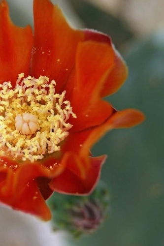 Cactus Blossom