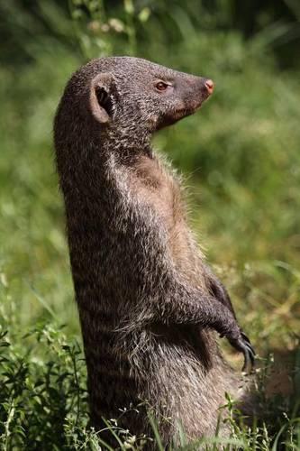 The Banded Mongoose Journal: 150 page lined notebook/diary(English)