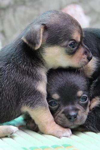 Cute Baby Chihuahua Puppies Pet Journal