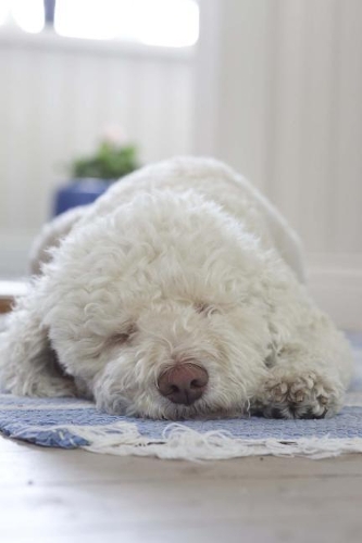 Sweet Fluffy White Puppy Dog Snoozing Pet Journal