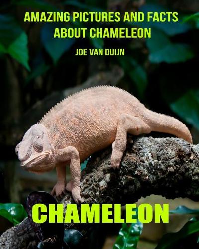 Chameleon: Amazing Pictures and Facts about Chameleon