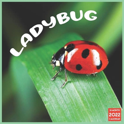 Ladybug 2022 Calendar: Official Ladybugs Insects 2022 Calendar 16 Months