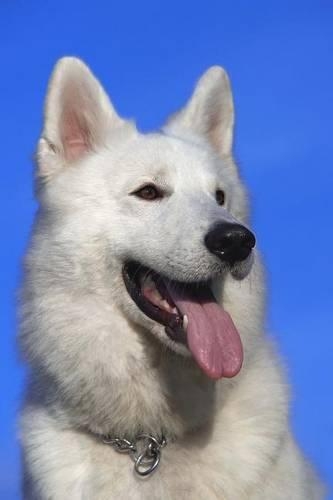 Swiss Shepherd Dog Journal