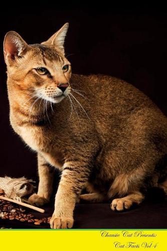 Chausie Cat Presents