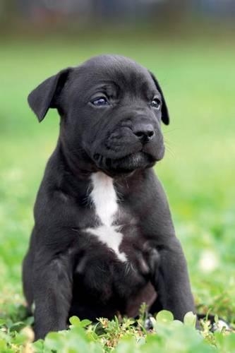 American Staffordshire Terrier Notebook & Journal. Productivity Work Planner & Idea Notepad