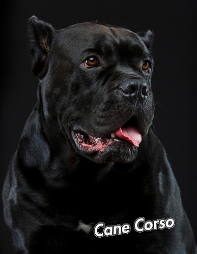 Cane Corso