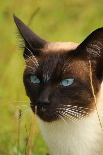 Seal Point Siamese Cat Portrait Journal
