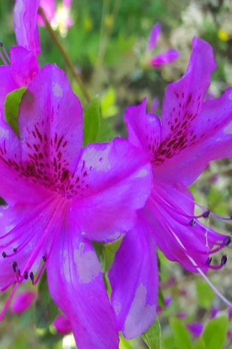 Purple Flowers Springtime Journal