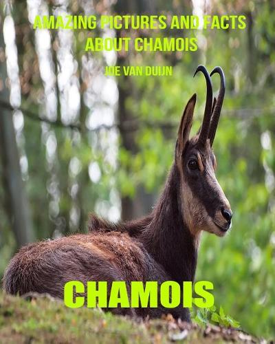 Chamois