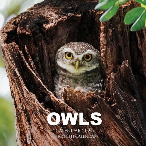 Owls Calendar 2021: 16 Month Calendar