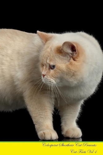 Colorpoint Shorthair Cat Presents