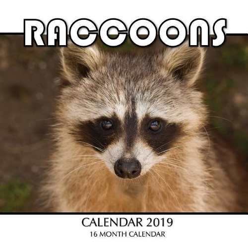 Raccoons Calendar 2019