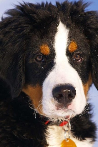 Bernese Mountain Dog