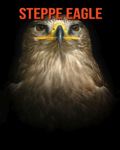 Steppe Eagle