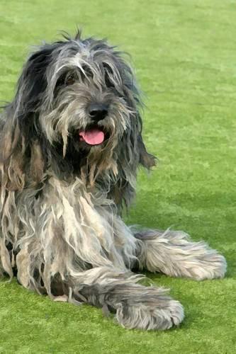 Bergamasco: Artified Pets Journal/Notebook/Diary 160 Pages(English)