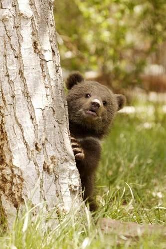Grizzly Bear Cub Journal