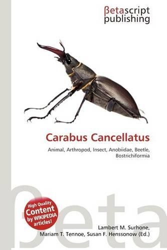 Carabus Cancellatus
