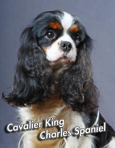 Cavalier King Charles Spaniel