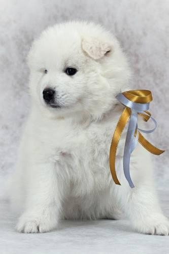 Samoyed Notebook & Journal. Productivity Work Planner & Idea Notepad