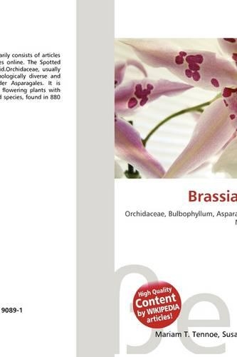 Brassia Maculata: (English)