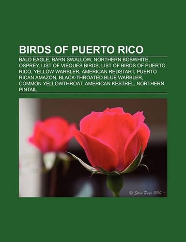 Birds of Puerto Rico: Barn Swallow, Osprey, List of Vieques Birds, List of Birds of Puerto Rico, Yellow Warbler, American Redstart(English)