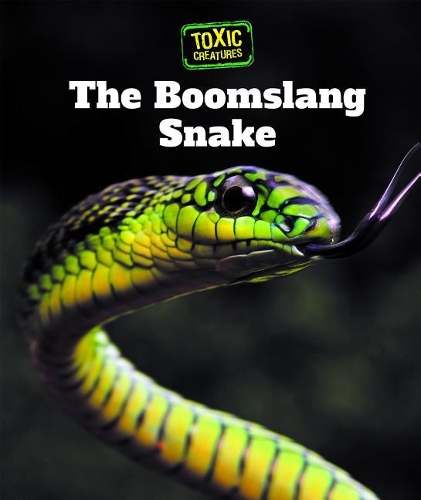 Boomslang Snake