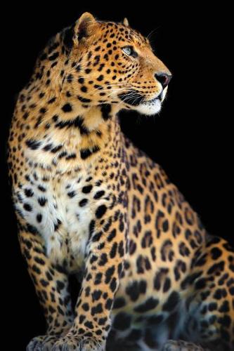 Great Cats 31: Ndas 365 Blank Journal, Trade Paperback 6 X 9(English)