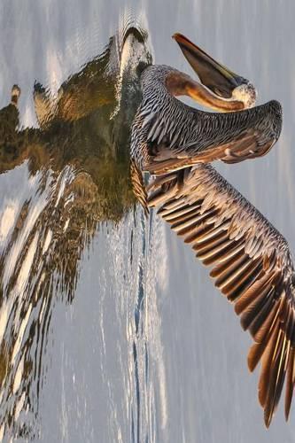 A Pelican on the Water in Florida, Birds of the World: Blank 150 Page Lined Journal for Your Thoughts, Ideas, and Inspiration(English)