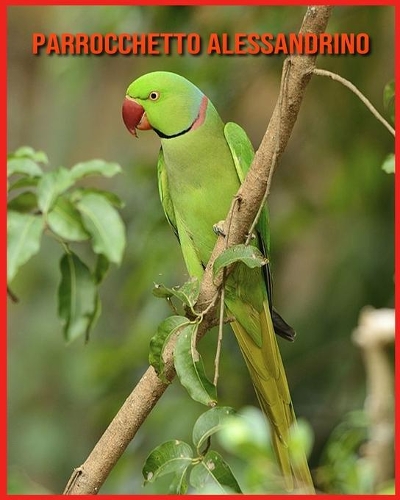 Parrocchetto Alessandrino: Fatti divertenti e foto incredibili degli animali nella natura