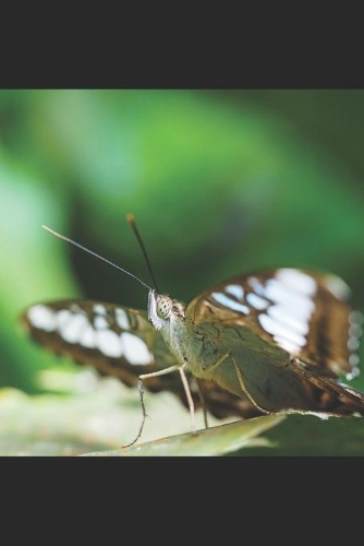 Schmetterling: Notizbuch / Tagebuch / Reisetagebuch Insekten - DIN A5 120 Seiten punktiert / Punkteraster - Geschenk Schmetterlinge